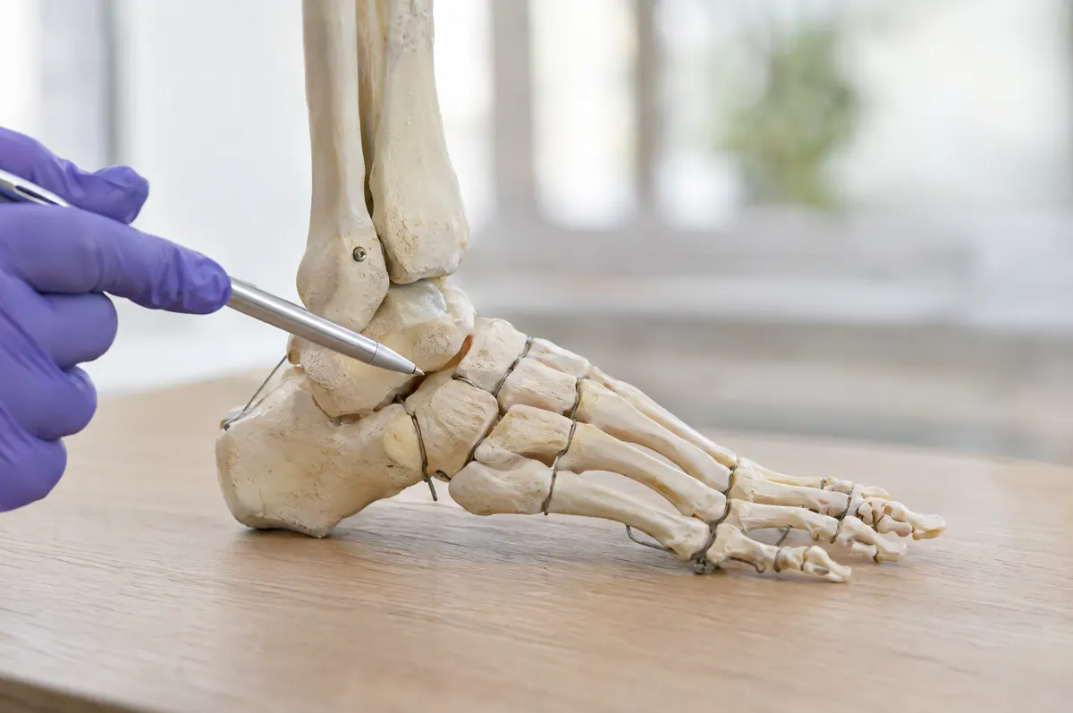 Eine Hand im Handschuh zeigt mit einem Stift auf das Gewölbe eines Fußskelett-Modells